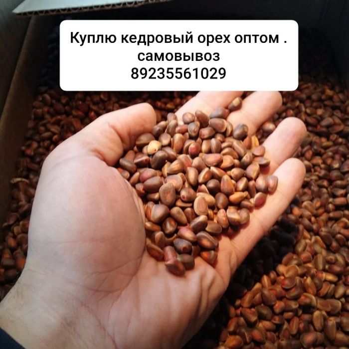 Где Купить Орехи В Красноярске