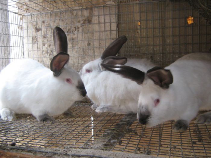 Кролики купить краснодарский. Кролики бройлерных пород. Скороспелые породы кроликов. Мясные скороспелые породы кроликов. Калифорнийские кролики в наряде.